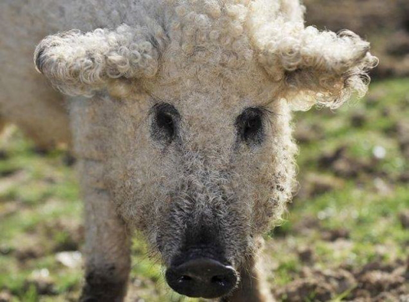 Pigs that look like sheep and act like dogs