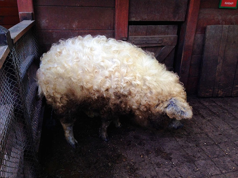 Pigs that look like sheep and act like dogs