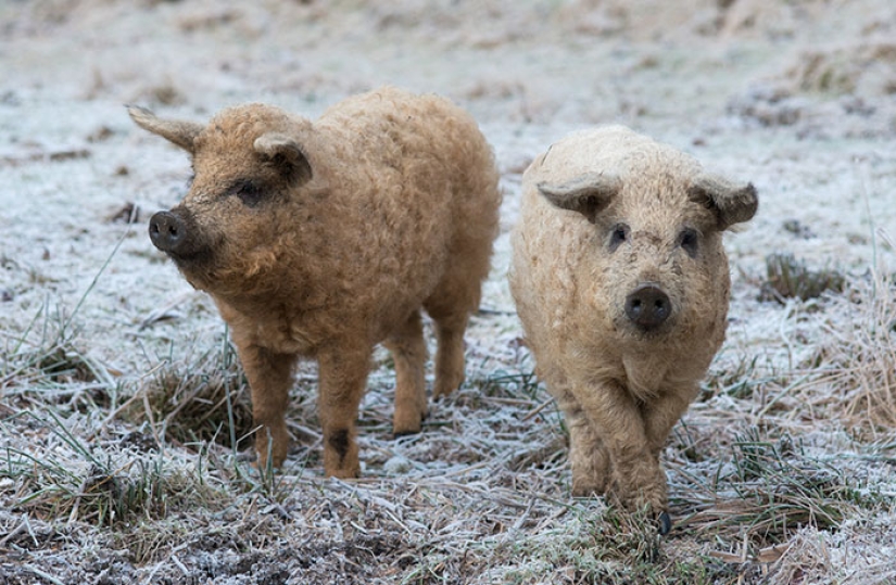 Pigs that look like sheep and act like dogs