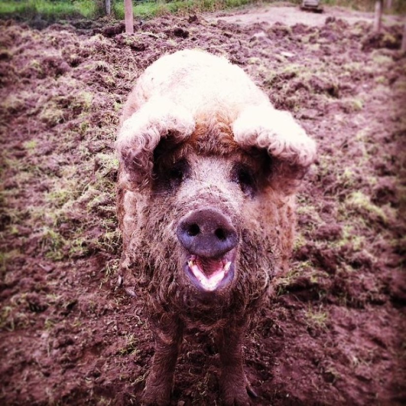 Pigs that look like sheep and act like dogs