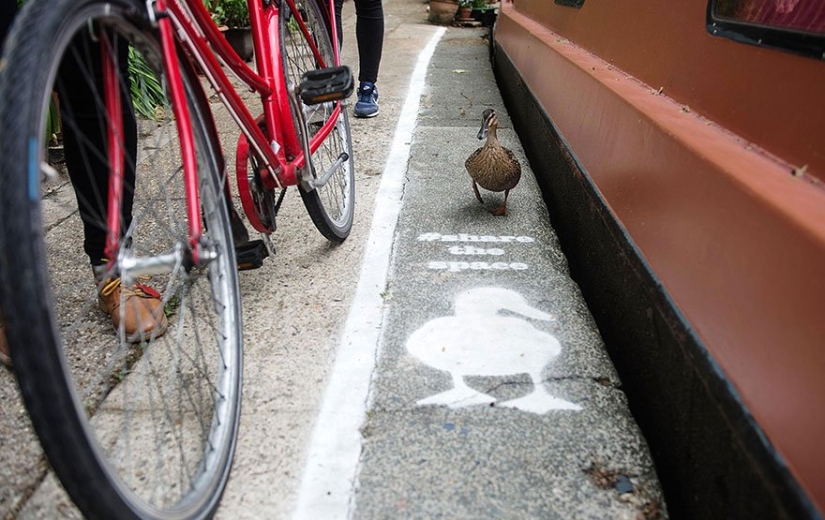 Pistas de patos en el Reino Unido: las aves se han convertido en usuarios de la carretera de pleno derecho