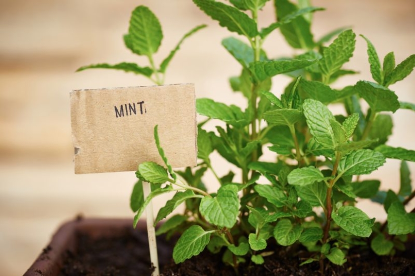 Plantas Feng Shui. 10 plantas que sacan las malas energías de tu hogar Plantas Feng Shui. 10 plantas que sacan las malas energías de tu hogar