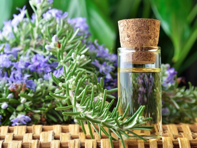 Plantas Feng Shui. 10 plantas que sacan las malas energías de tu hogar Plantas Feng Shui. 10 plantas que sacan las malas energías de tu hogar