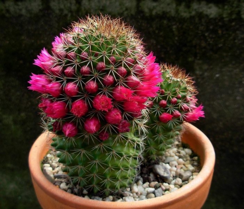 Plantas Feng Shui. 10 plantas que sacan las malas energías de tu hogar Plantas Feng Shui. 10 plantas que sacan las malas energías de tu hogar