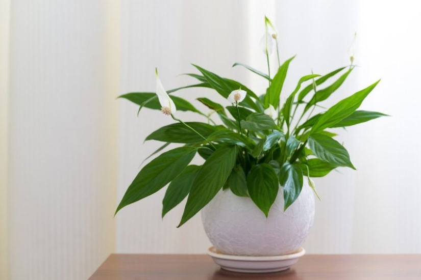 Plantas Feng Shui. 10 plantas que sacan las malas energías de tu hogar Plantas Feng Shui. 10 plantas que sacan las malas energías de tu hogar