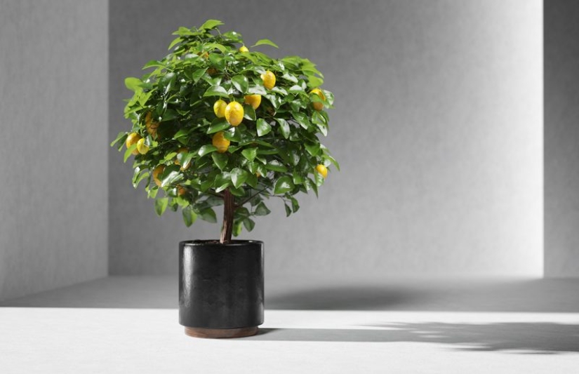 Plantas Feng Shui. 10 plantas que sacan las malas energías de tu hogar Plantas Feng Shui. 10 plantas que sacan las malas energías de tu hogar