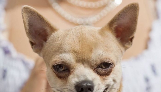 Pooping dogs-2019 : what to give a friend for the New Year Pooping dogs-2019 : what to give a friend for the New Year