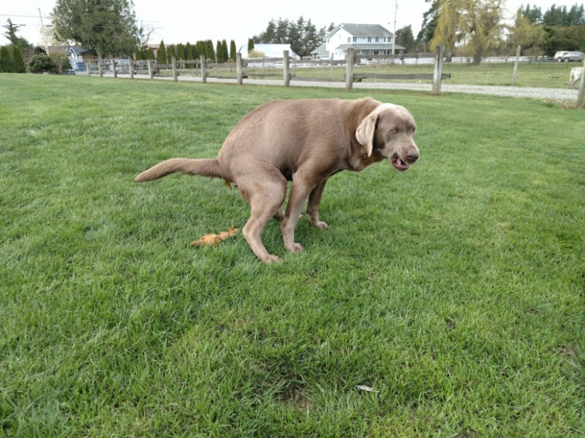 Pooping dogs-2019 : what to give a friend for the New Year Pooping dogs-2019 : what to give a friend for the New Year