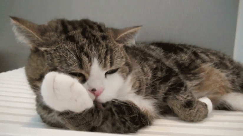 Por qué los erizos son mejores que los gatos Por qué los erizos son mejores que los gatos