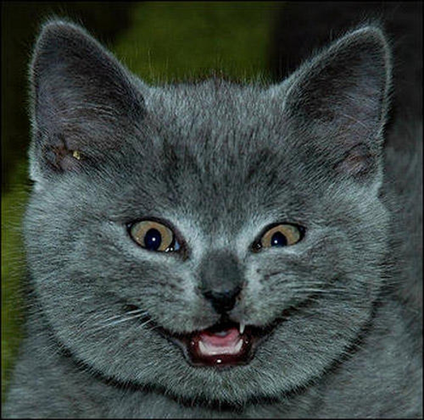Por qué los erizos son mejores que los gatos Por qué los erizos son mejores que los gatos