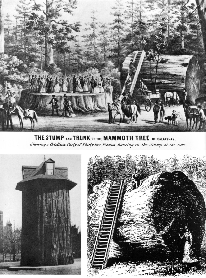 Por qué nadie ha visto cómo mueren las secuoyas centenarias más altas