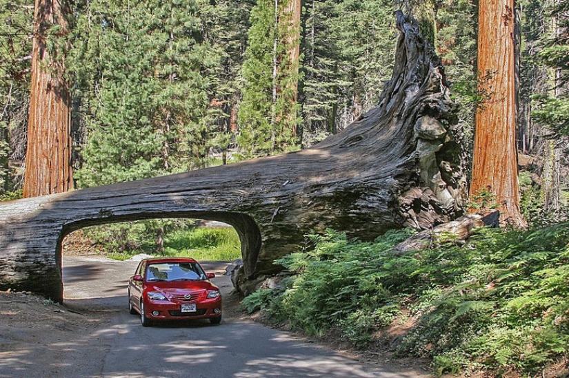 Por qué nadie ha visto cómo mueren las secuoyas centenarias más altas