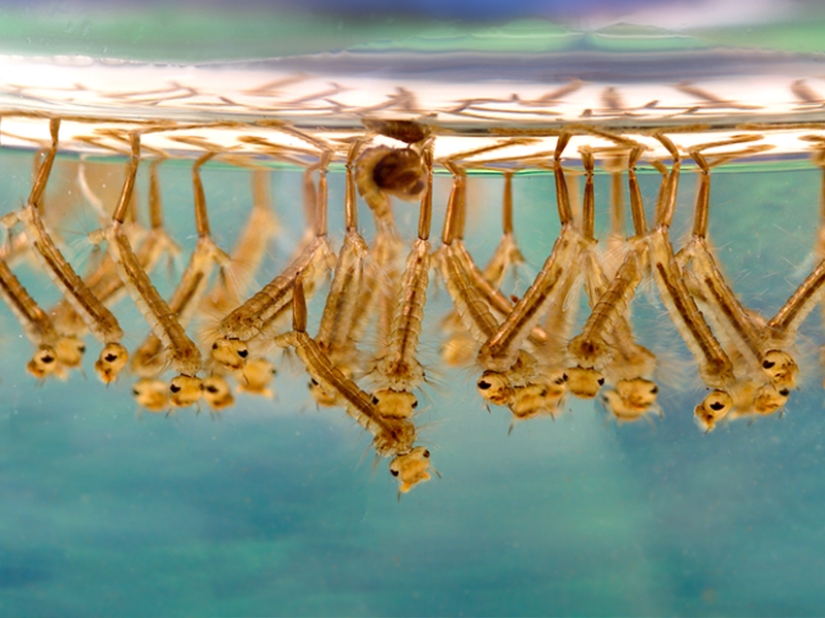 ¿Por qué te eligen los mosquitos? 10 factores de selección de víctimas