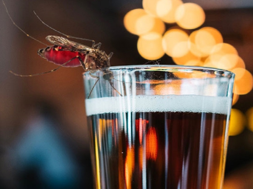 ¿Por qué te eligen los mosquitos? 10 factores de selección de víctimas