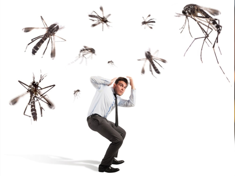 ¿Por qué te eligen los mosquitos? 10 factores de selección de víctimas