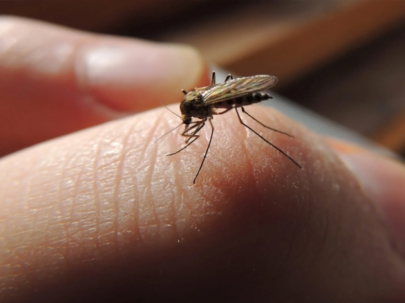 ¿Por qué te eligen los mosquitos? 10 factores de selección de víctimas