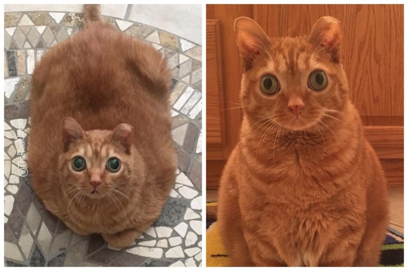 Potato Cat se ha convertido en la nueva estrella de Internet, y todo gracias a sus extraños ojos