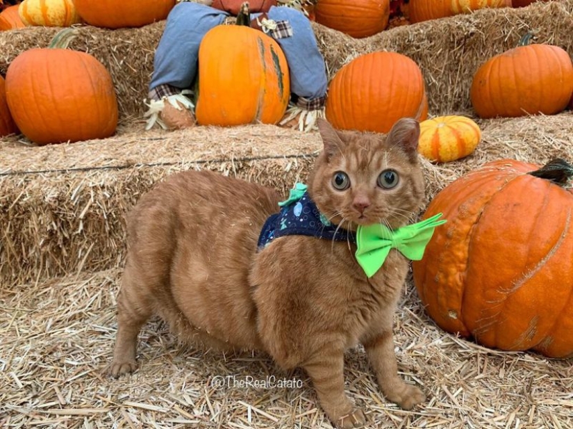 Potato Cat se ha convertido en la nueva estrella de Internet, y todo gracias a sus extraños ojos
