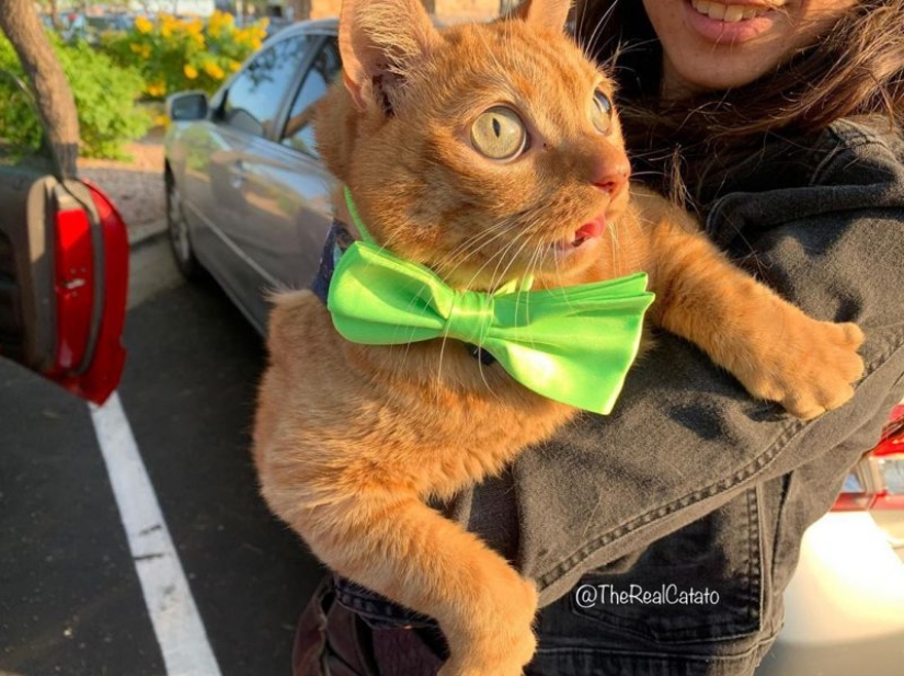 Potato Cat se ha convertido en la nueva estrella de Internet, y todo gracias a sus extraños ojos