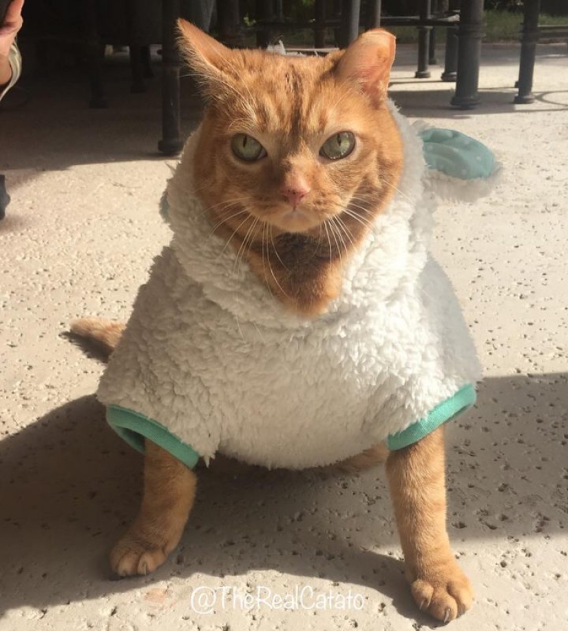 Potato Cat se ha convertido en la nueva estrella de Internet, y todo gracias a sus extraños ojos