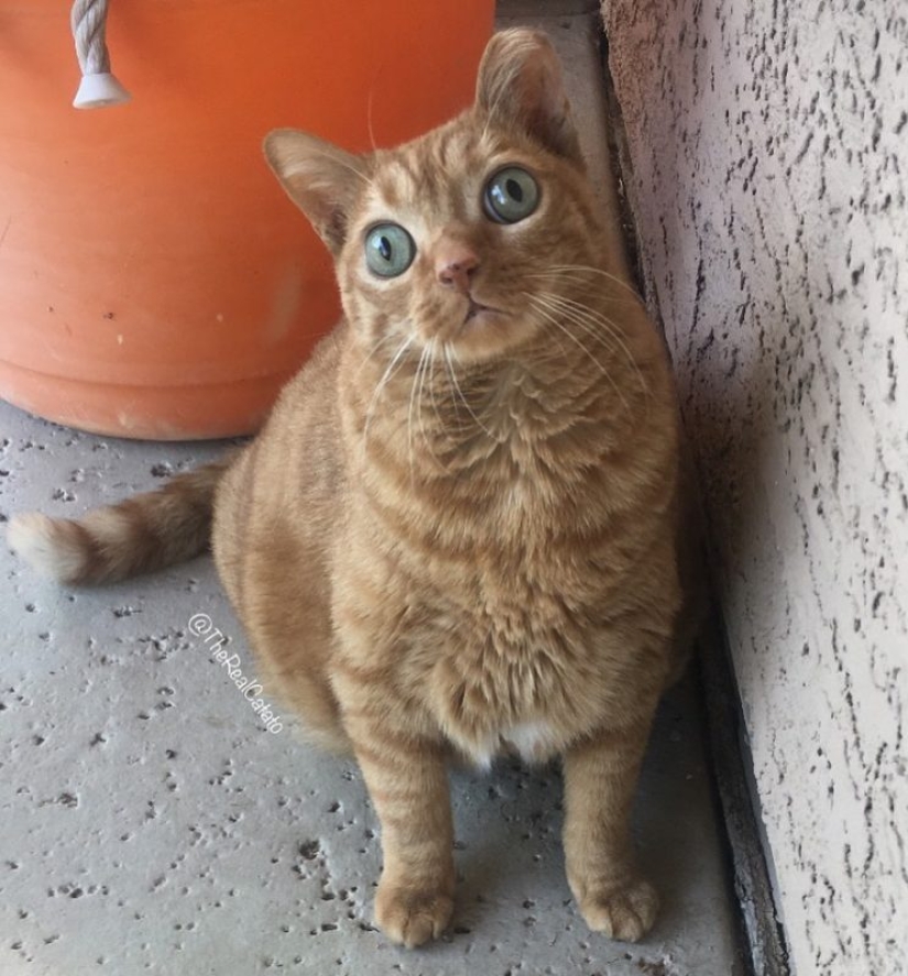Potato Cat se ha convertido en la nueva estrella de Internet, y todo gracias a sus extraños ojos