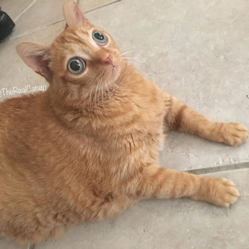 Potato Cat se ha convertido en la nueva estrella de Internet, y todo gracias a sus extraños ojos