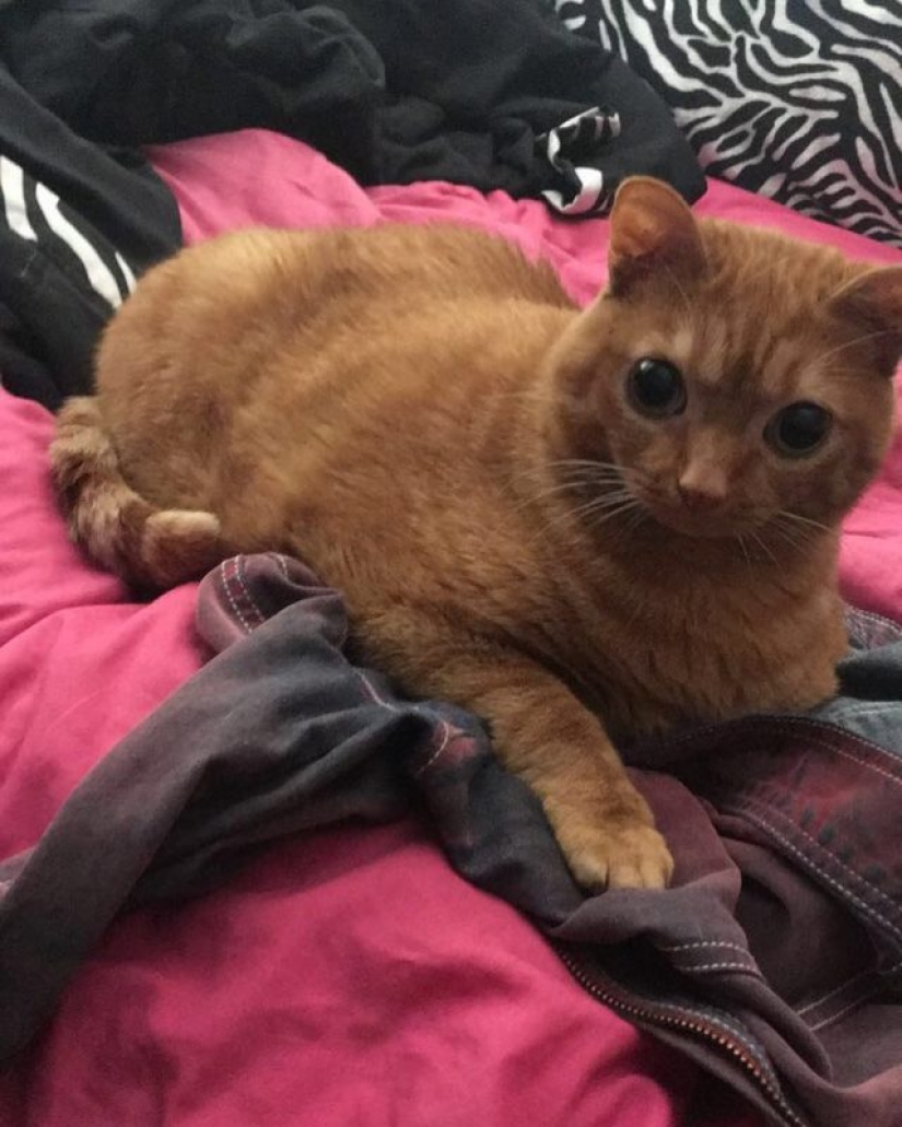 Potato Cat se ha convertido en la nueva estrella de Internet, y todo gracias a sus extraños ojos