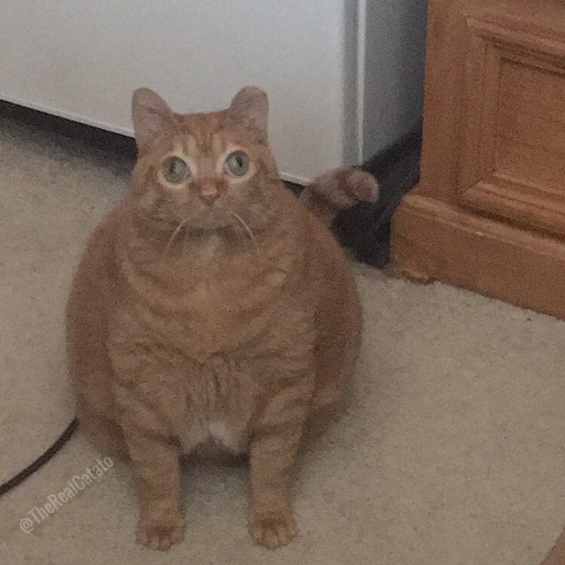 Potato Cat se ha convertido en la nueva estrella de Internet, y todo gracias a sus extraños ojos