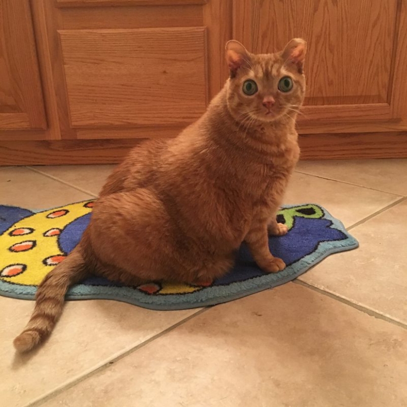 Potato Cat se ha convertido en la nueva estrella de Internet, y todo gracias a sus extraños ojos