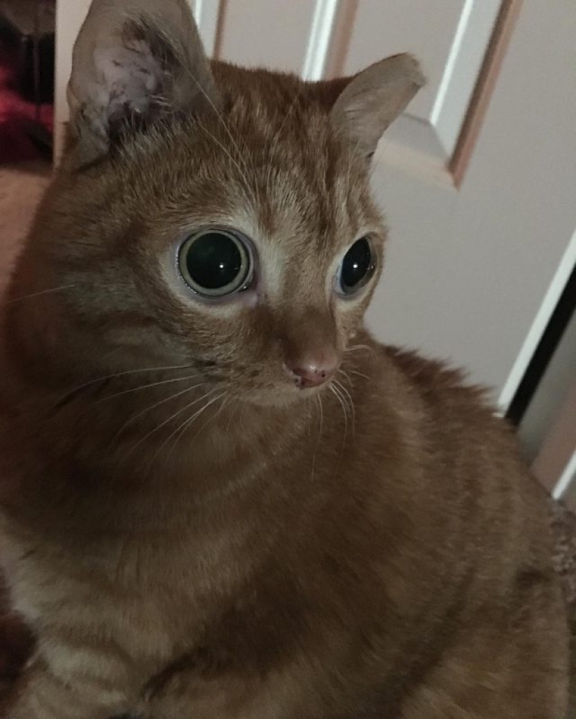 Potato Cat se ha convertido en la nueva estrella de Internet, y todo gracias a sus extraños ojos