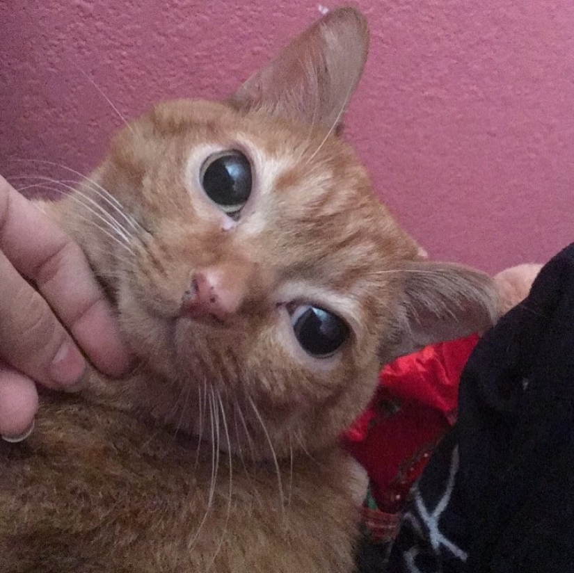 Potato Cat se ha convertido en la nueva estrella de Internet, y todo gracias a sus extraños ojos