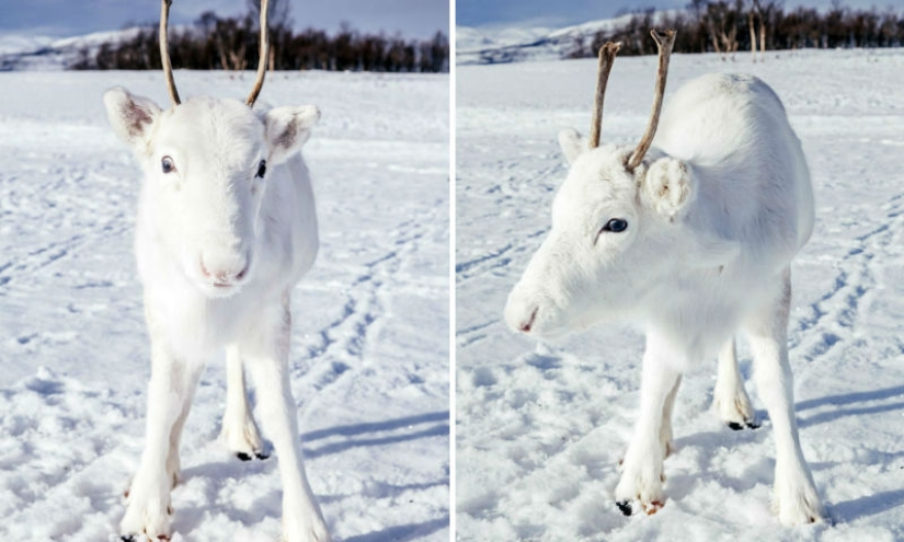 Pre-Christmas miracle: a rare snow-white fawn came to the photographer in Norway