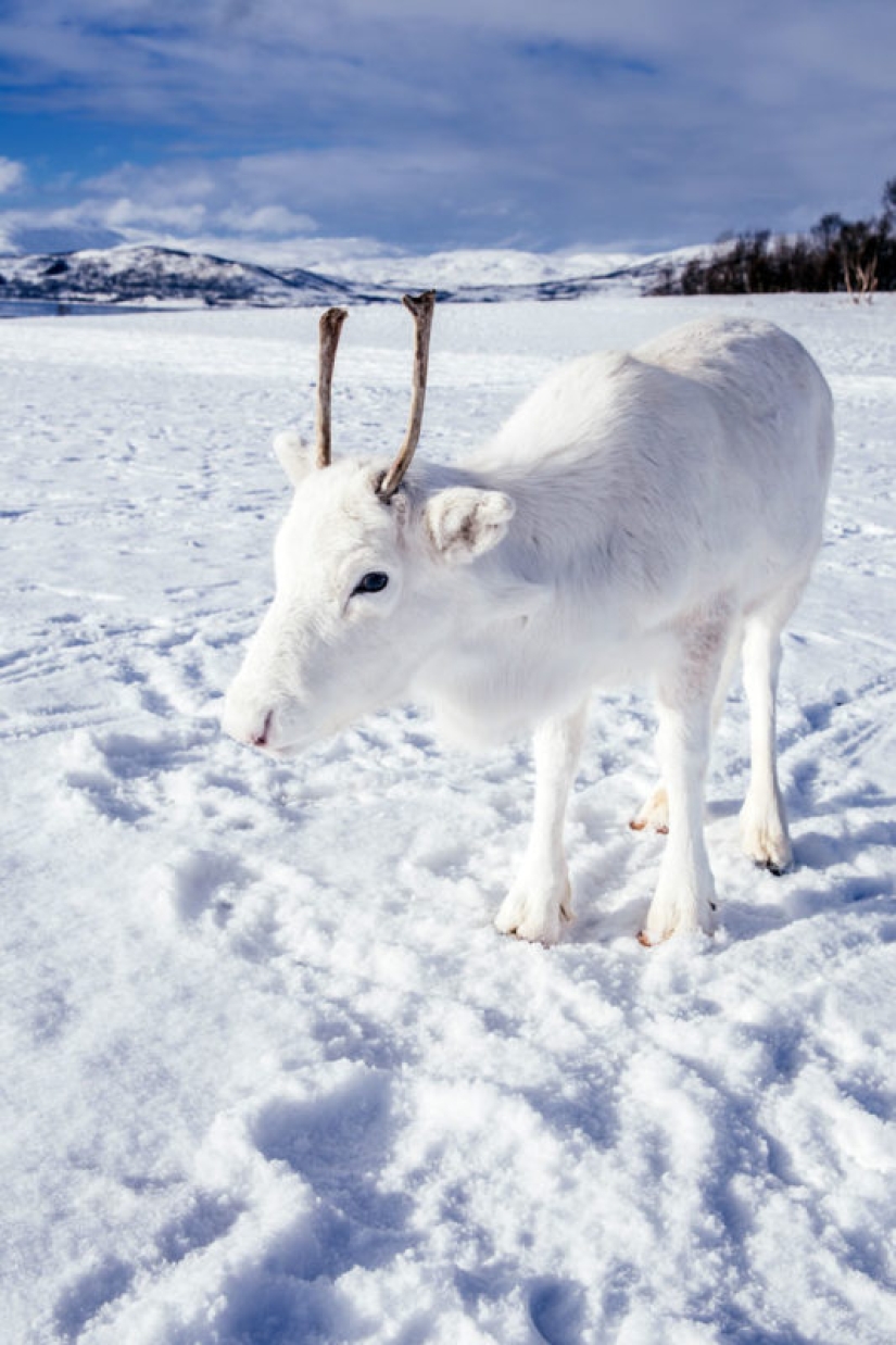 Pre-Christmas miracle: a rare snow-white fawn came to the photographer in Norway Pre-Christmas miracle: a rare snow-white fawn came to the photographer in Norway