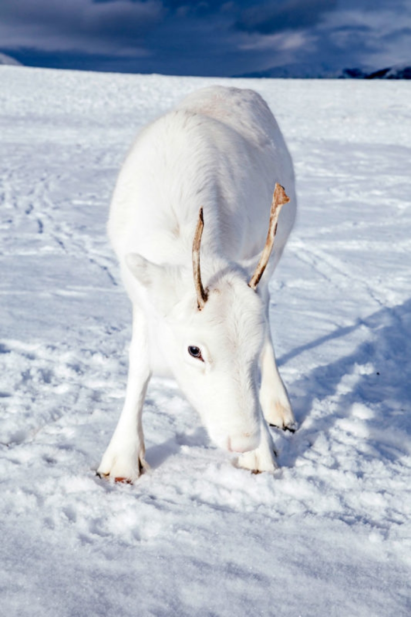 Pre-Christmas miracle: a rare snow-white fawn came to the photographer in Norway Pre-Christmas miracle: a rare snow-white fawn came to the photographer in Norway