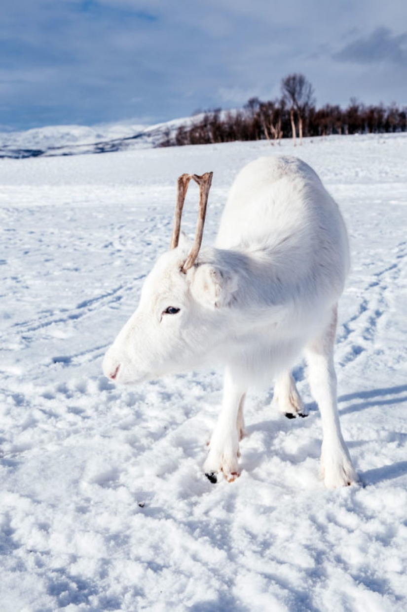 Pre-Christmas miracle: a rare snow-white fawn came to the photographer in Norway Pre-Christmas miracle: a rare snow-white fawn came to the photographer in Norway