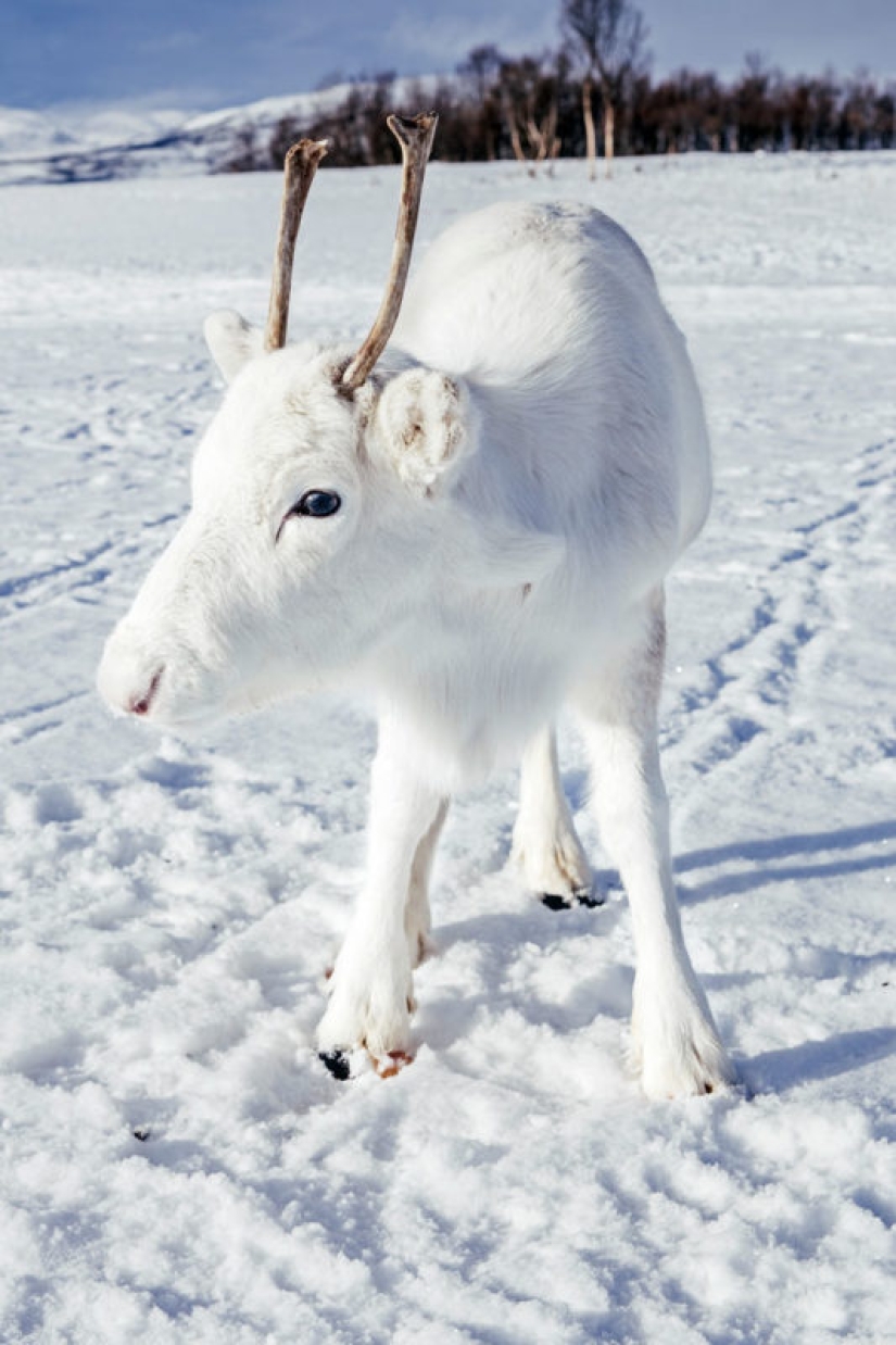 Pre-Christmas miracle: a rare snow-white fawn came to the photographer in Norway Pre-Christmas miracle: a rare snow-white fawn came to the photographer in Norway