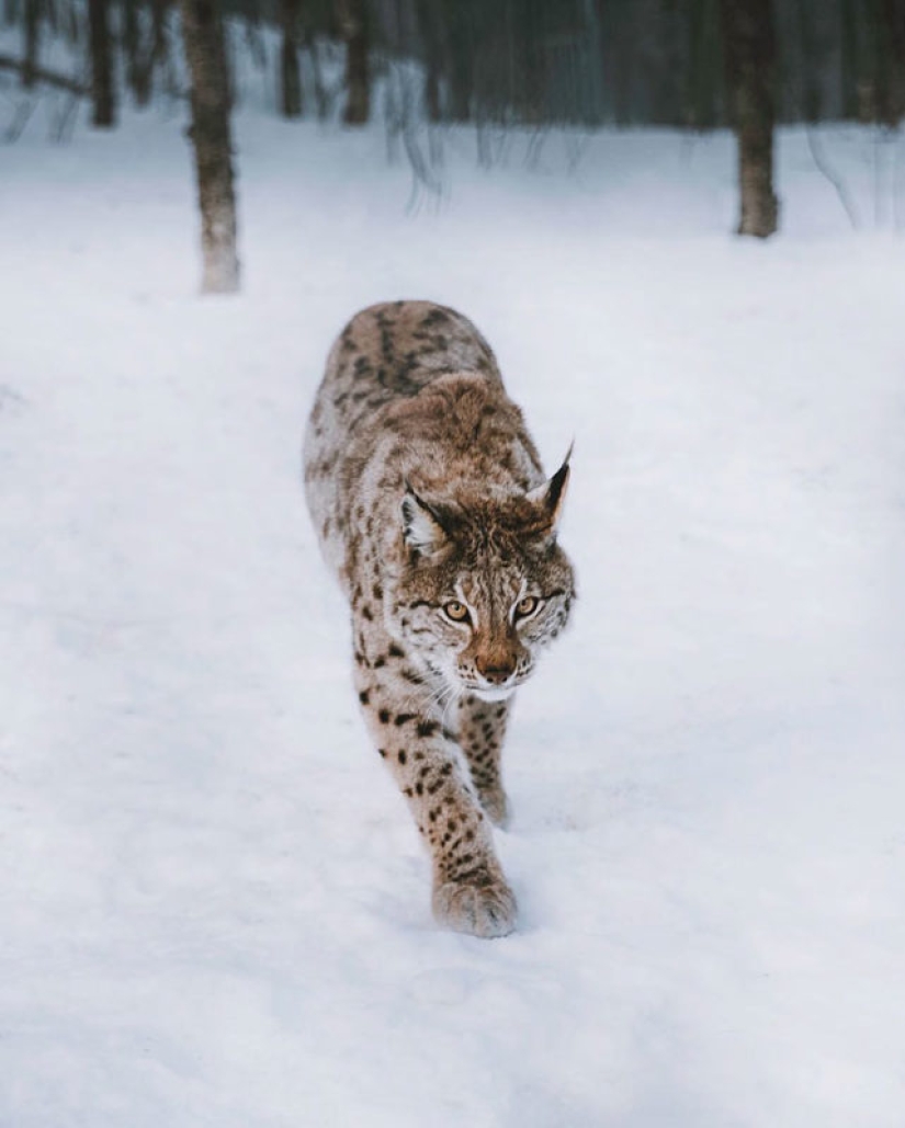 Pre-Christmas miracle: a rare snow-white fawn came to the photographer in Norway Pre-Christmas miracle: a rare snow-white fawn came to the photographer in Norway