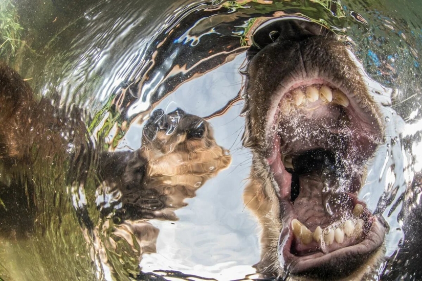 Premiere of the Wildlife Photographers Union Forum — Nature Photo Talks Premiere of the Wildlife Photographers Union Forum — Nature Photo Talks