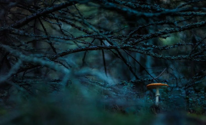 Premiere of the Wildlife Photographers Union Forum — Nature Photo Talks Premiere of the Wildlife Photographers Union Forum — Nature Photo Talks