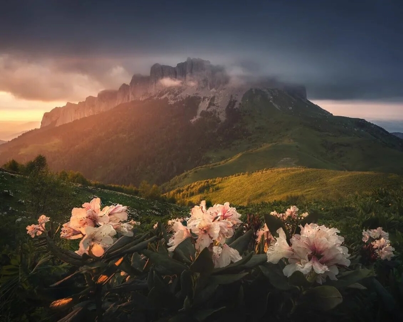 Premiere of the Wildlife Photographers Union Forum — Nature Photo Talks Premiere of the Wildlife Photographers Union Forum — Nature Photo Talks