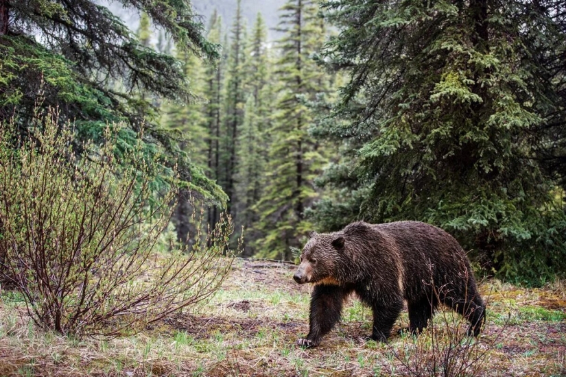 Premiere of the Wildlife Photographers Union Forum — Nature Photo Talks Premiere of the Wildlife Photographers Union Forum — Nature Photo Talks