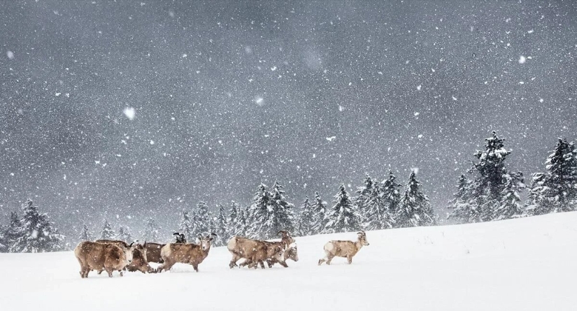 Premiere of the Wildlife Photographers Union Forum — Nature Photo Talks Premiere of the Wildlife Photographers Union Forum — Nature Photo Talks