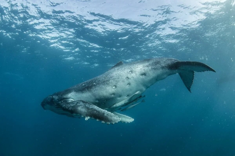 Premiere of the Wildlife Photographers Union Forum — Nature Photo Talks Premiere of the Wildlife Photographers Union Forum — Nature Photo Talks