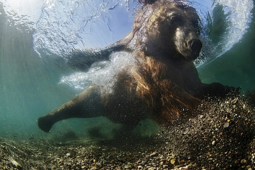 Premiere of the Wildlife Photographers Union Forum — Nature Photo Talks Premiere of the Wildlife Photographers Union Forum — Nature Photo Talks