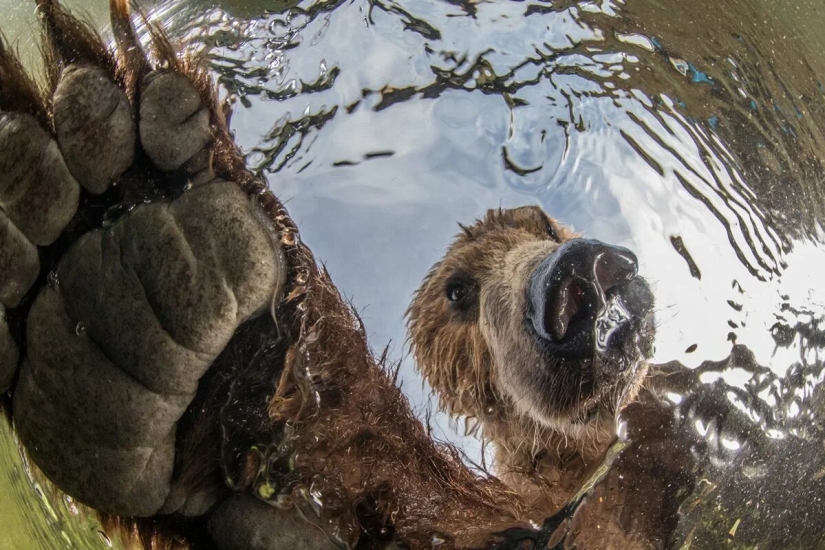 Premiere of the Wildlife Photographers Union Forum — Nature Photo Talks Premiere of the Wildlife Photographers Union Forum — Nature Photo Talks