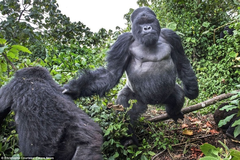 Proof that drunk gorillas behave no better than drunk people