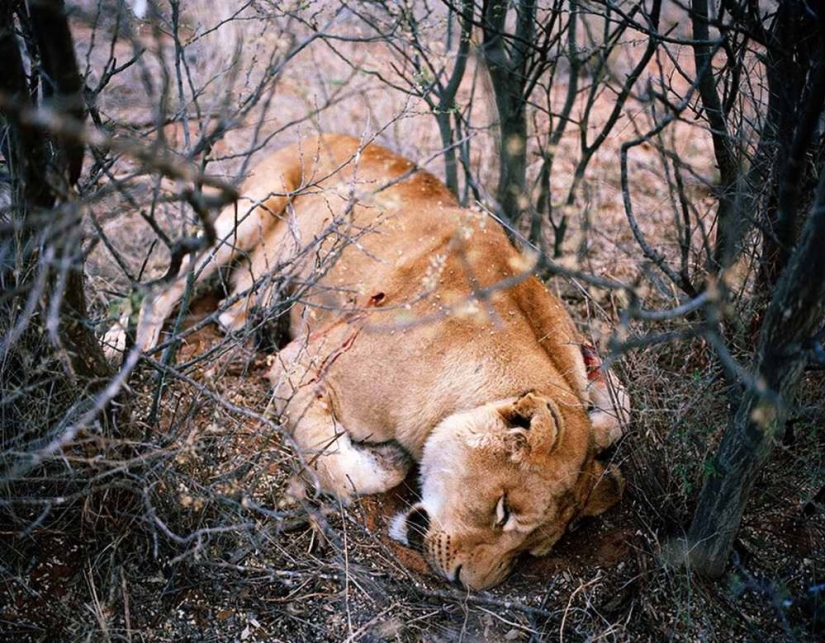 Provocativa foto del proyecto "Cazadores y presas"
