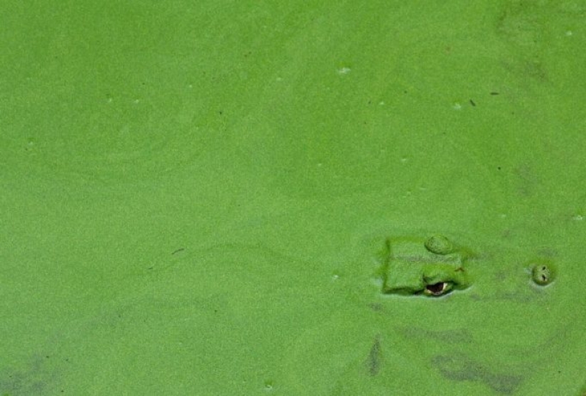 Prueba de que este mundo nunca dejará de sorprendernos