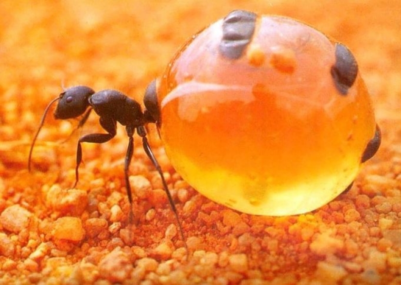 Prueba de que este mundo nunca dejará de sorprendernos