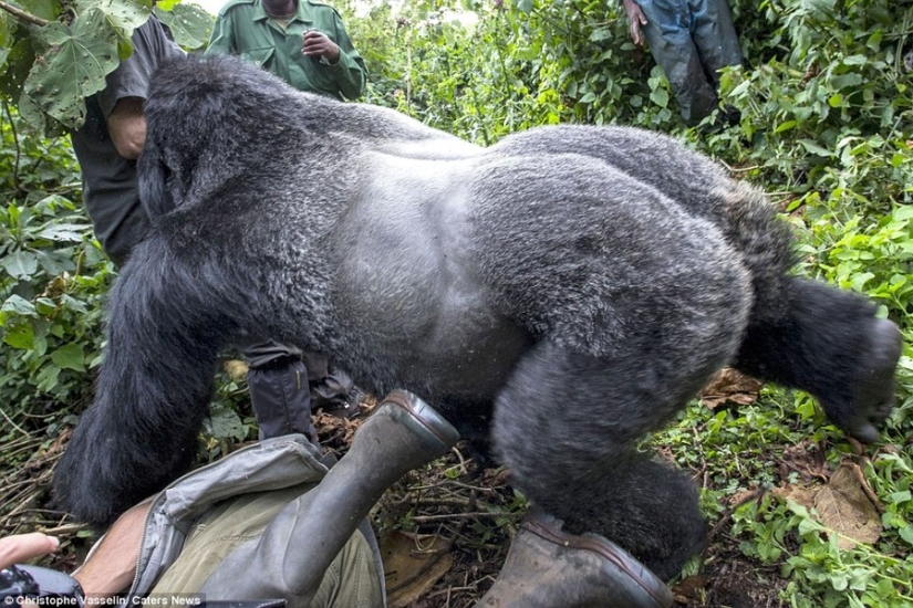Prueba de que los gorilas borrachos no se comportan mejor que las personas borrachas